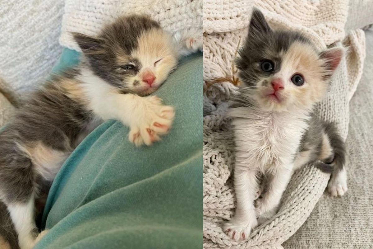 Kitten Born Outside Grows Up Clinging to Her People So She Won't Be Alone Again
