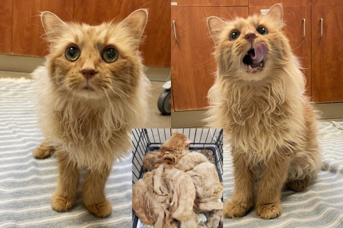 Cat Transforms into Stunning Mini Lion After Removing Over 2 Pounds of Matted Fur