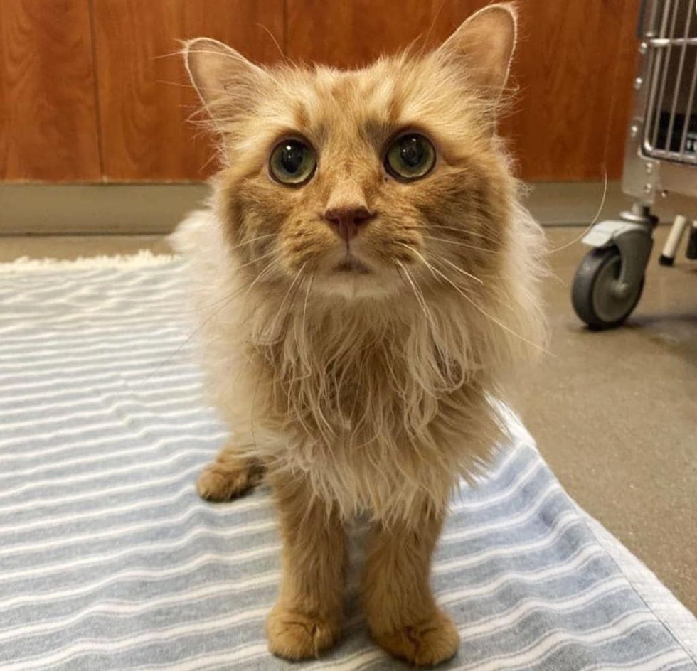 orange longhaired cat