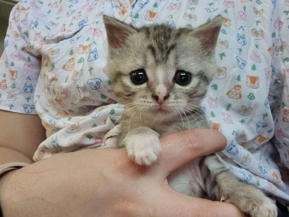 cuddly kitten with doe eyes