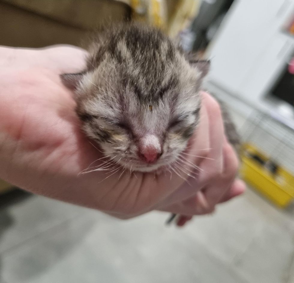 orphan kitten