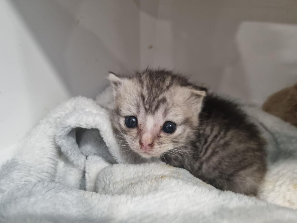 tiny kitten big eyes