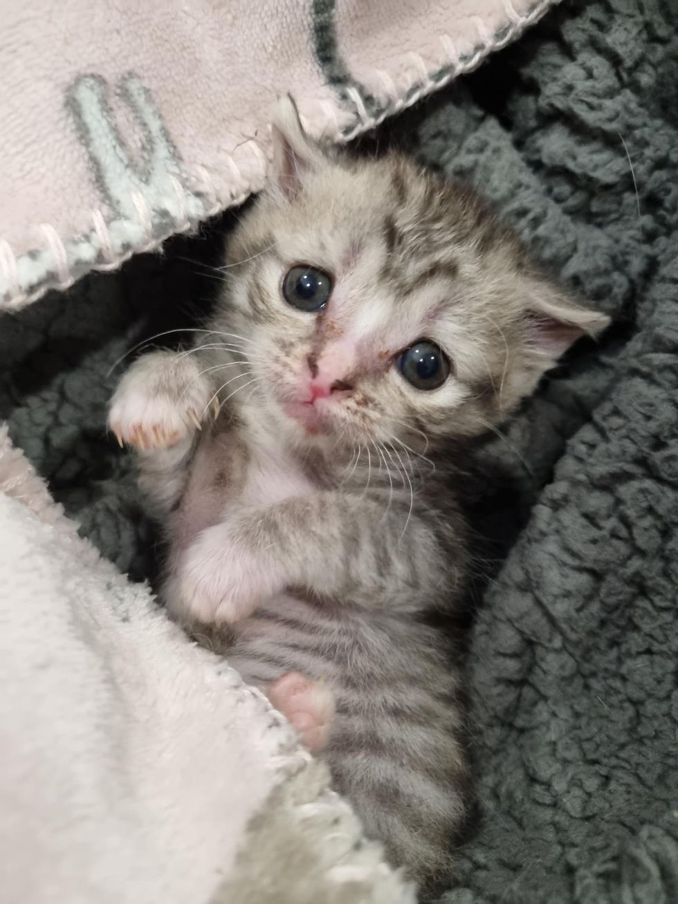 sad eyed kitten