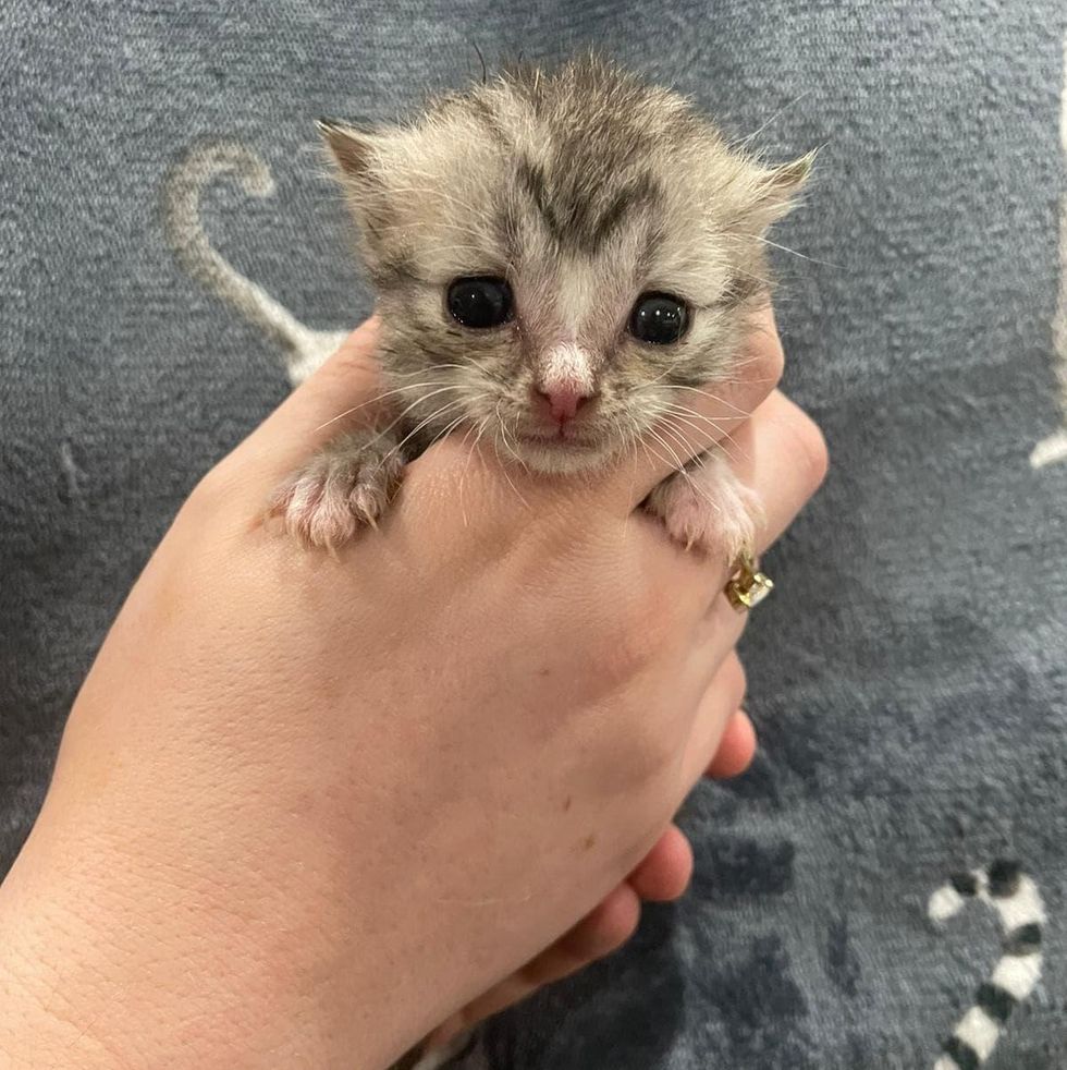 tiny kitten orphan