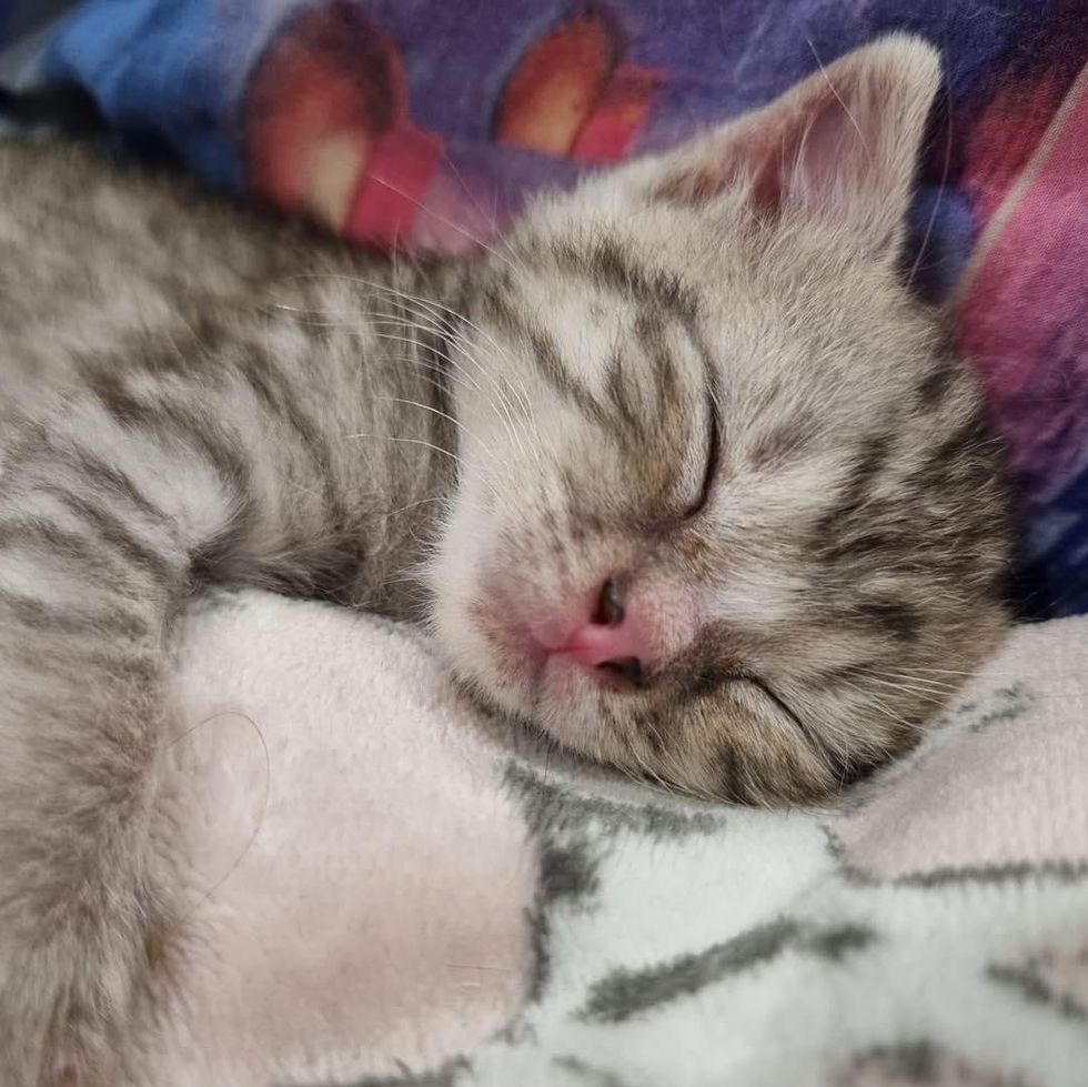 dreaming kitten sleeping