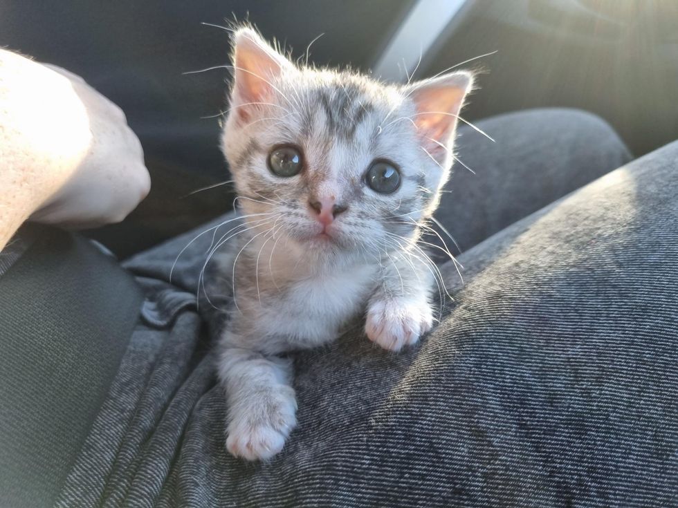 lap kitten