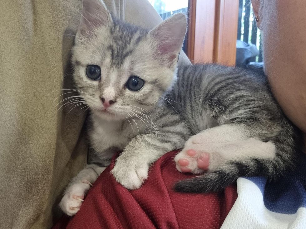 shoulder parrot kitten