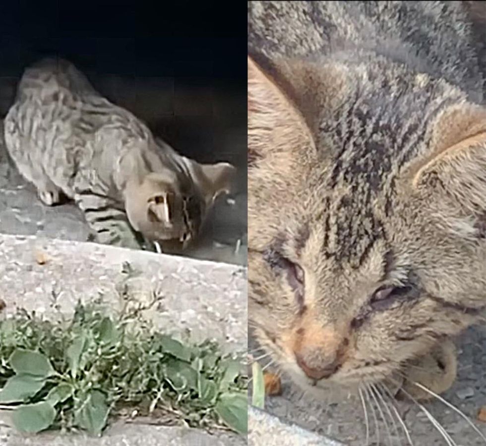 stray blind kitten