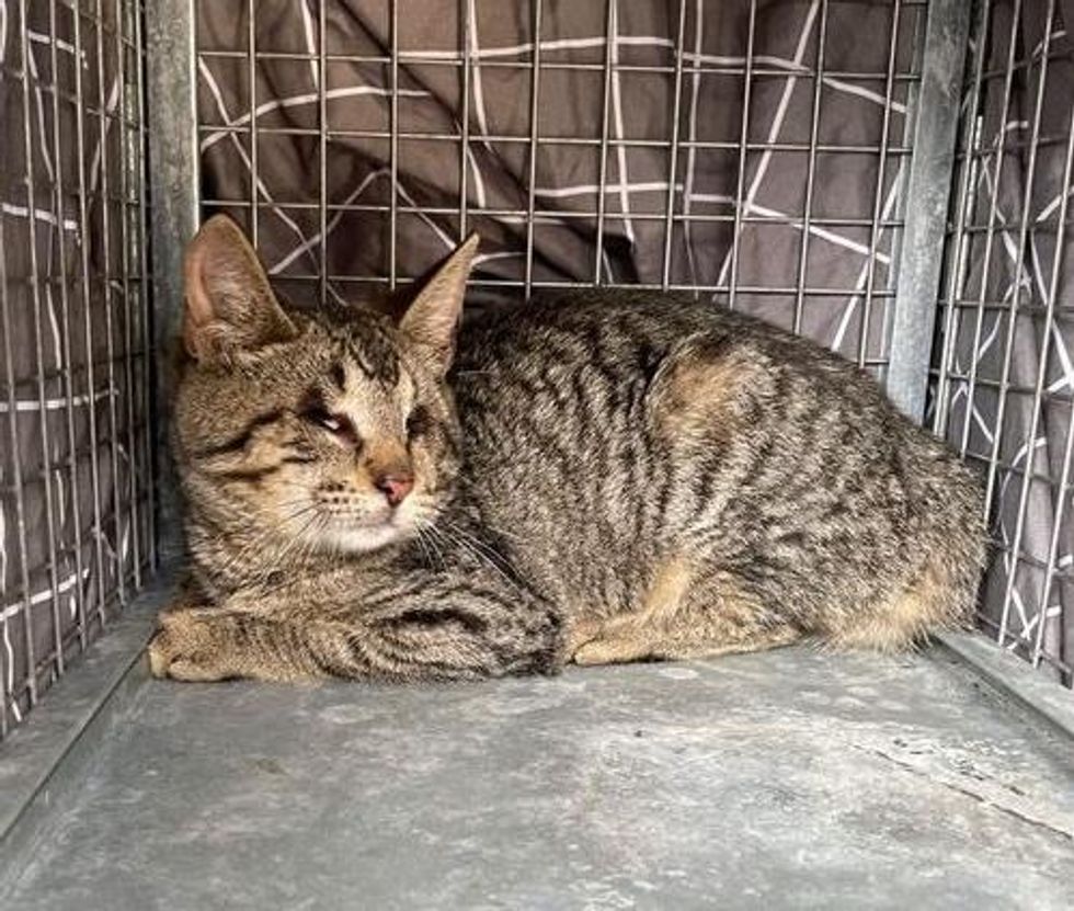 rescued blind kitten