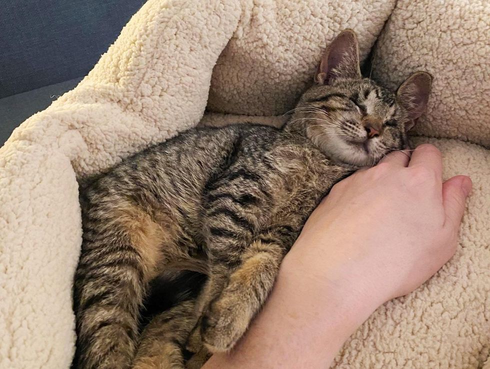 happy blind kitten