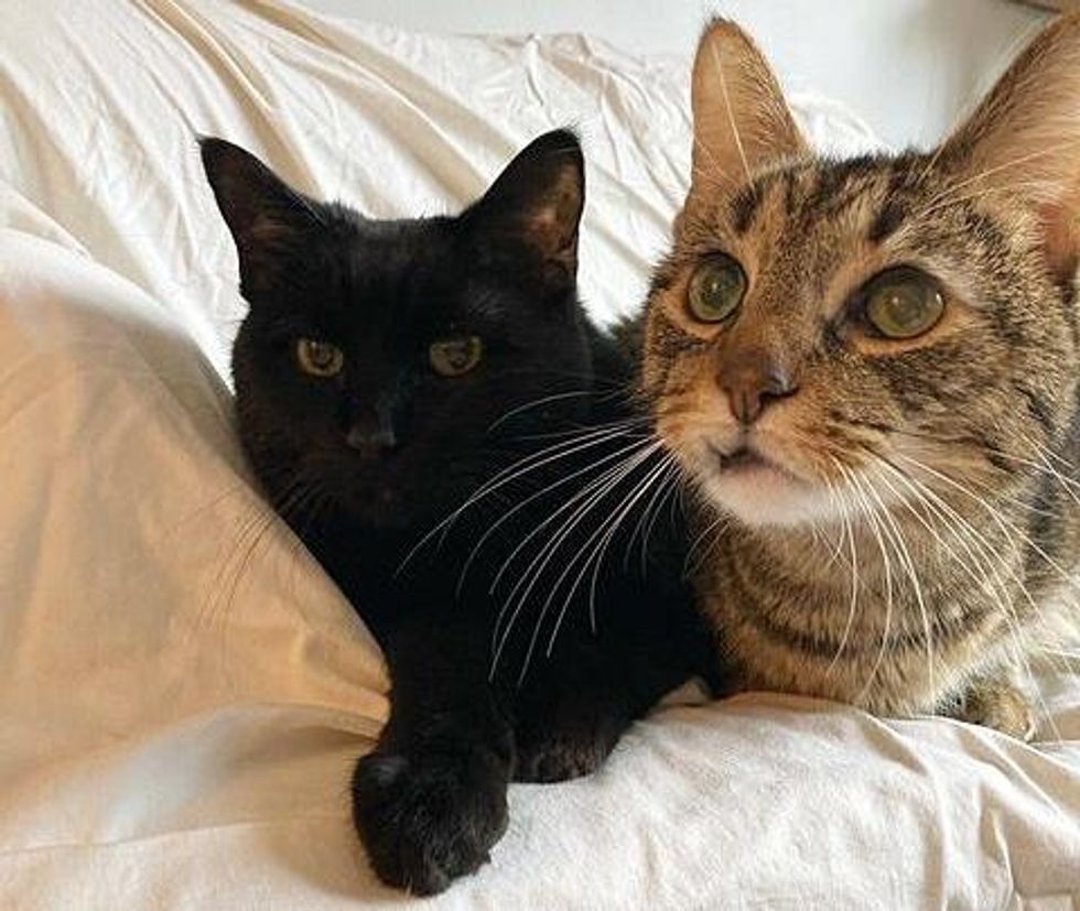 bonded older cats