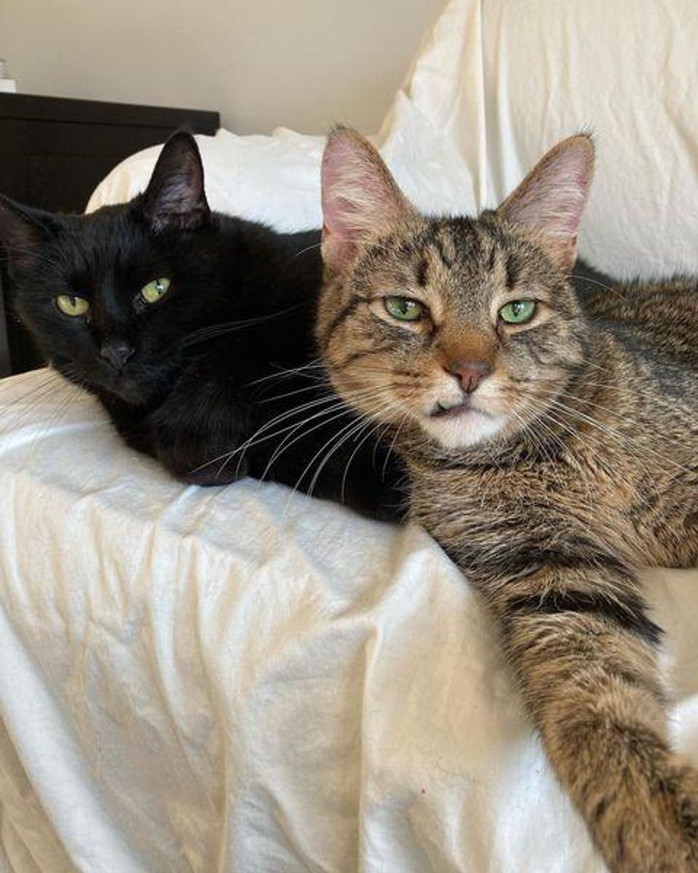 10yearold Cats Share a Remarkable Bond, Have Been Waiting 6 Months