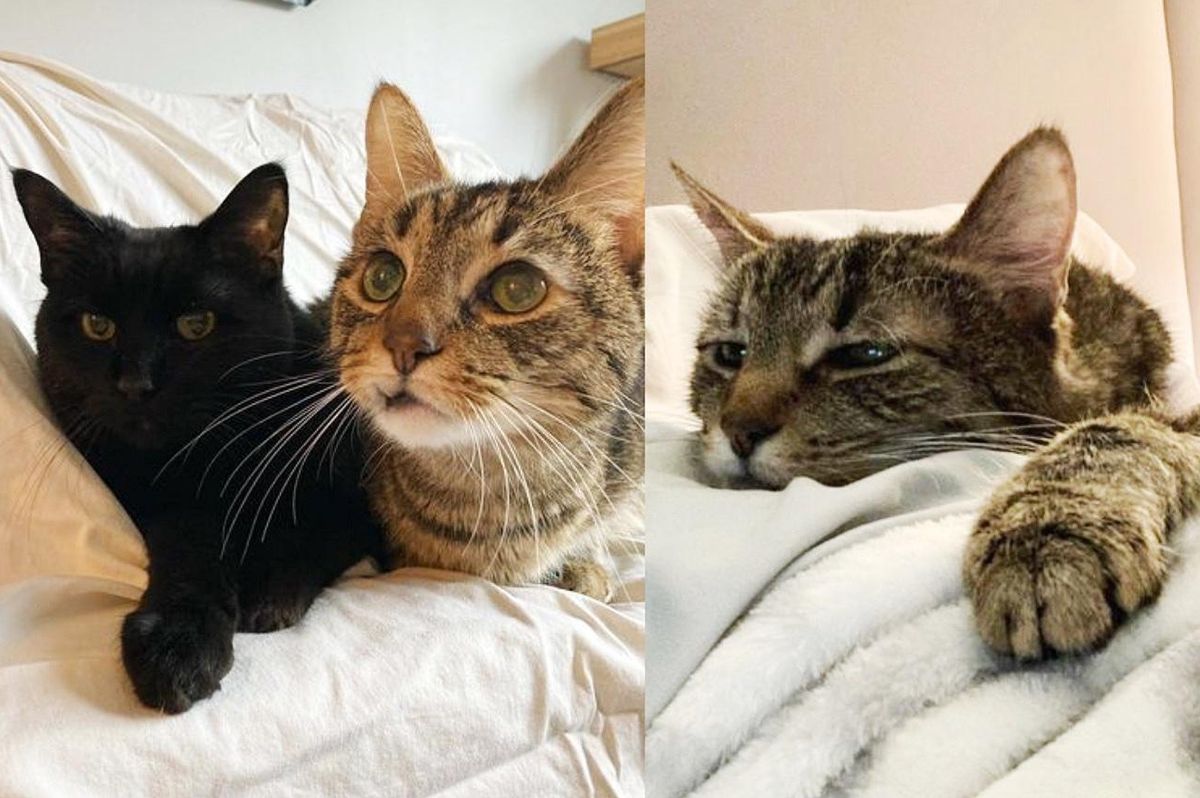 10-year-old Cats Share a Remarkable Bond, Have Been Waiting 6 Months for Their Dream Home Together