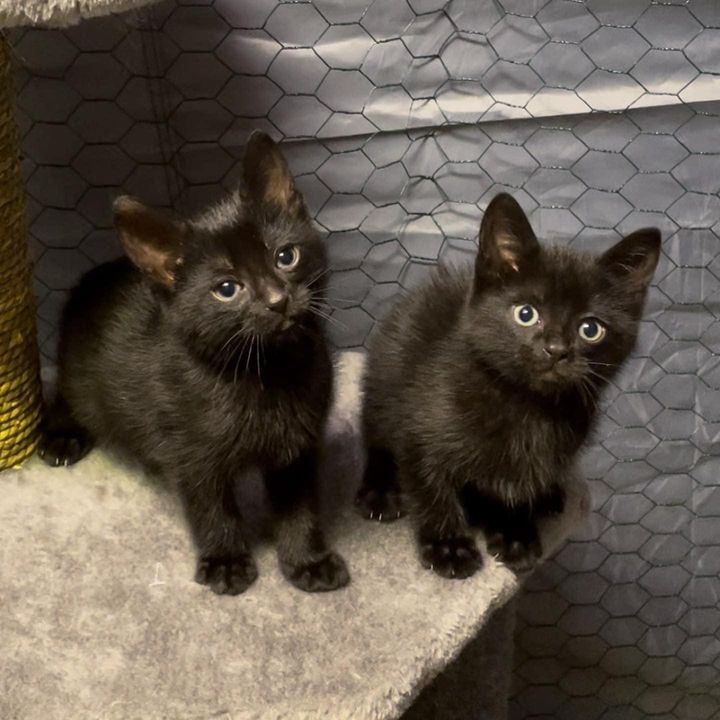 panther kitty kittens