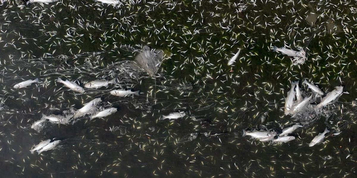 Giant, stinking algae bloom in San Francisco Bay due in part to excess human waste Giant, stinking algae bloom in San Francisco Bay due in part to excess human waste