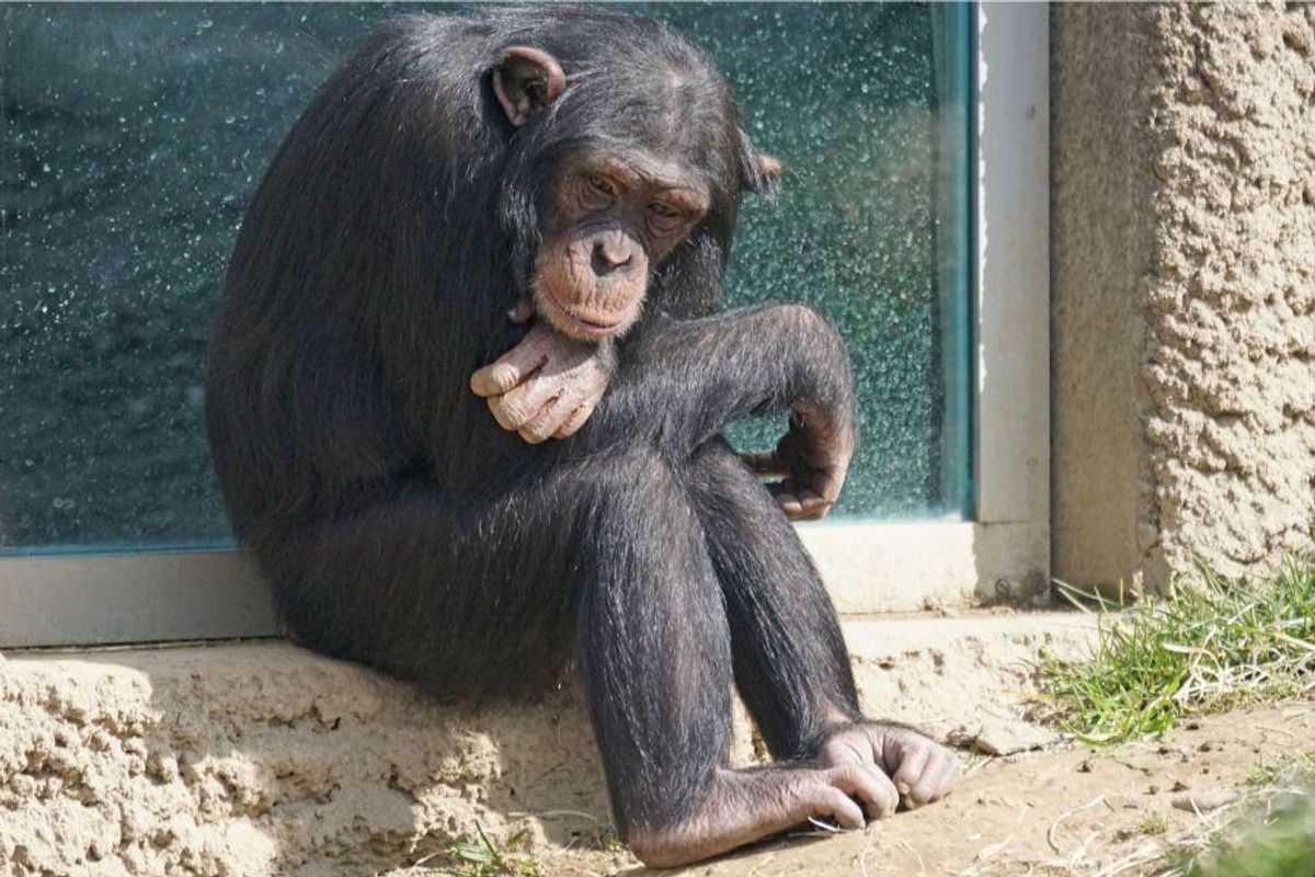 Chimpanzee; Ukraine; zoo