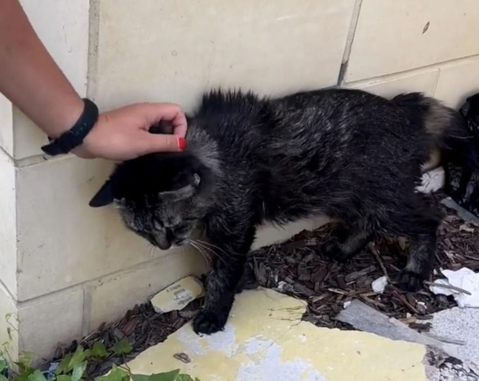 stray cat gets petted