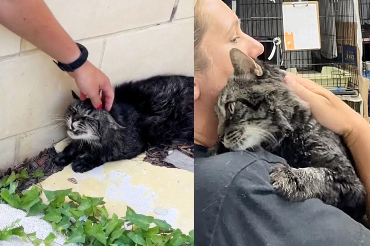 Cat Sits Outside Building in the Same Spot for Days Until Woman Comes to Him, He Turns into Instant Lap Cat