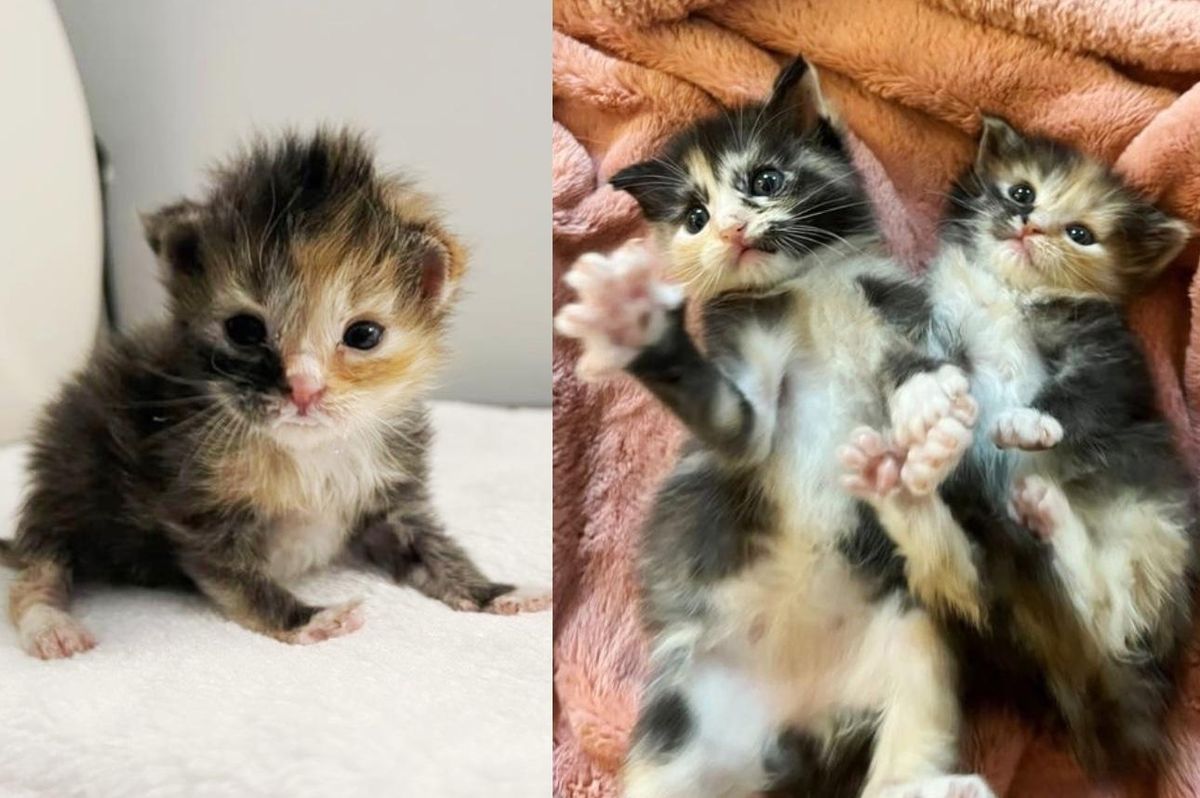 Kittens Help Each Other Get Back on Their Feet After They Were Found Together Without a Mother
