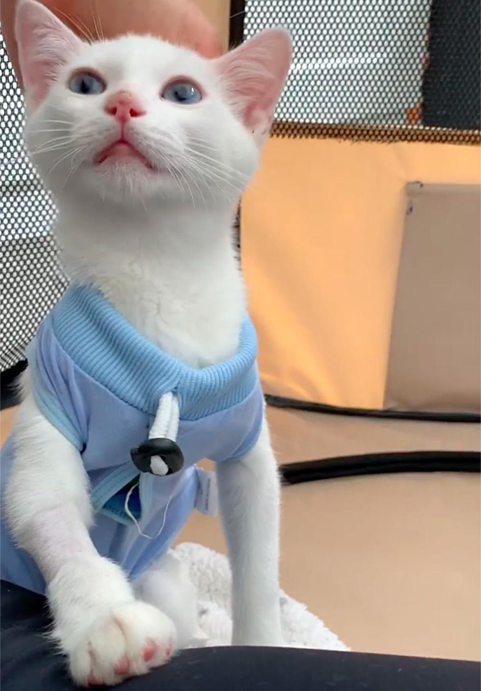 snuggly kitten vest