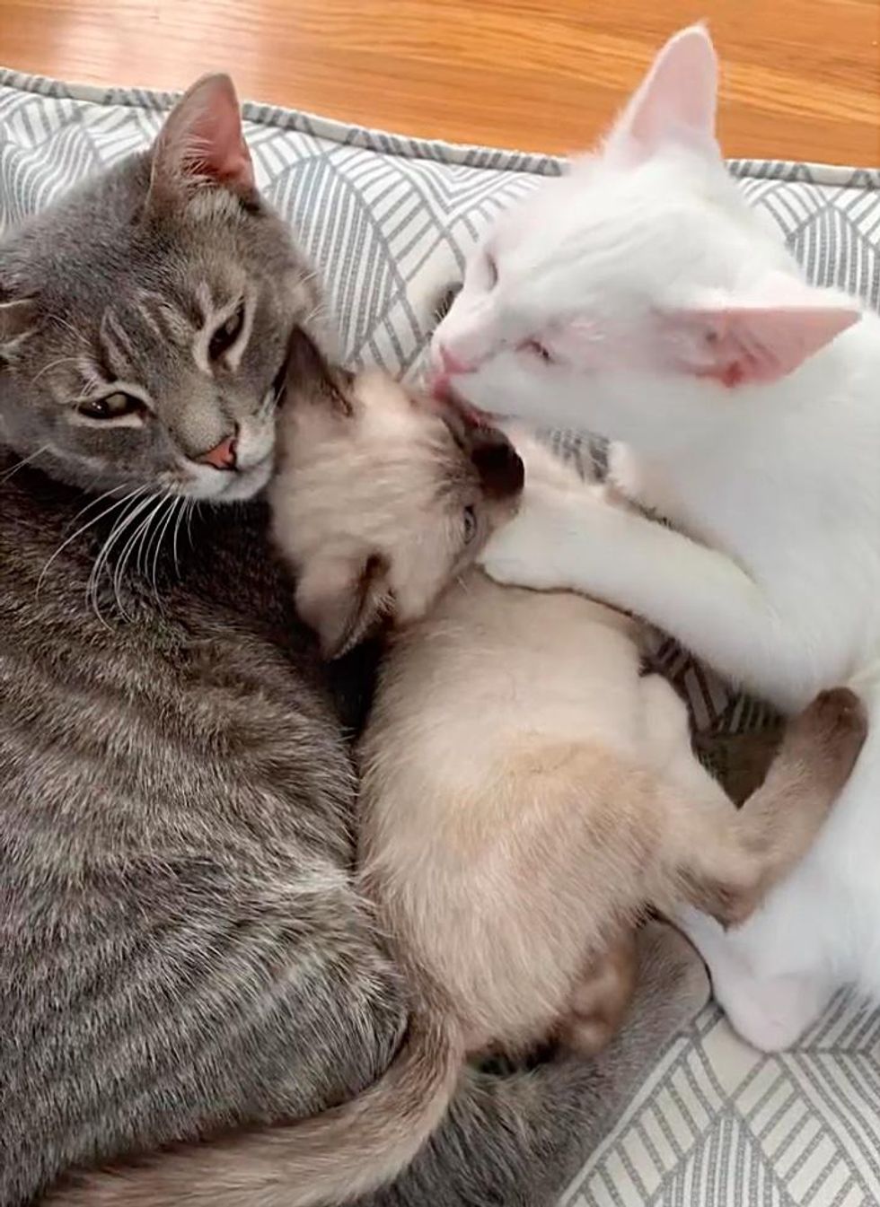 cat grooms kitten