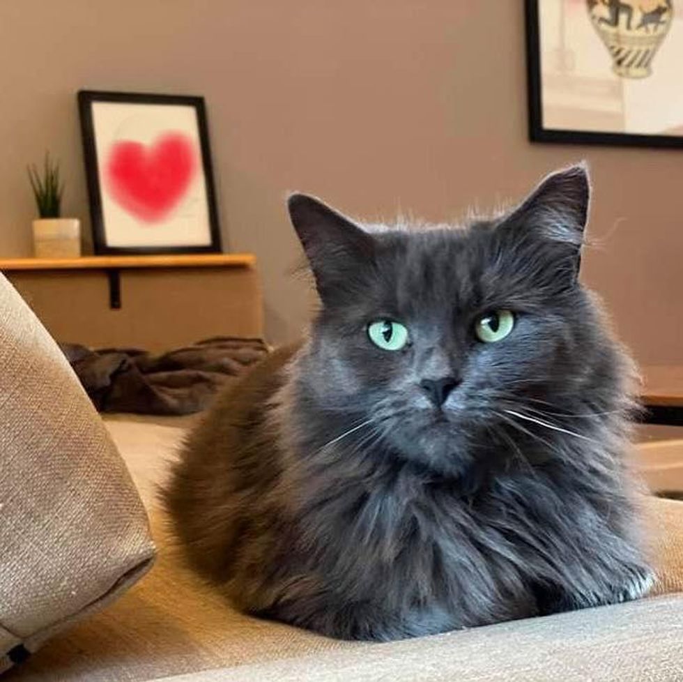 happy grey fluffy cat