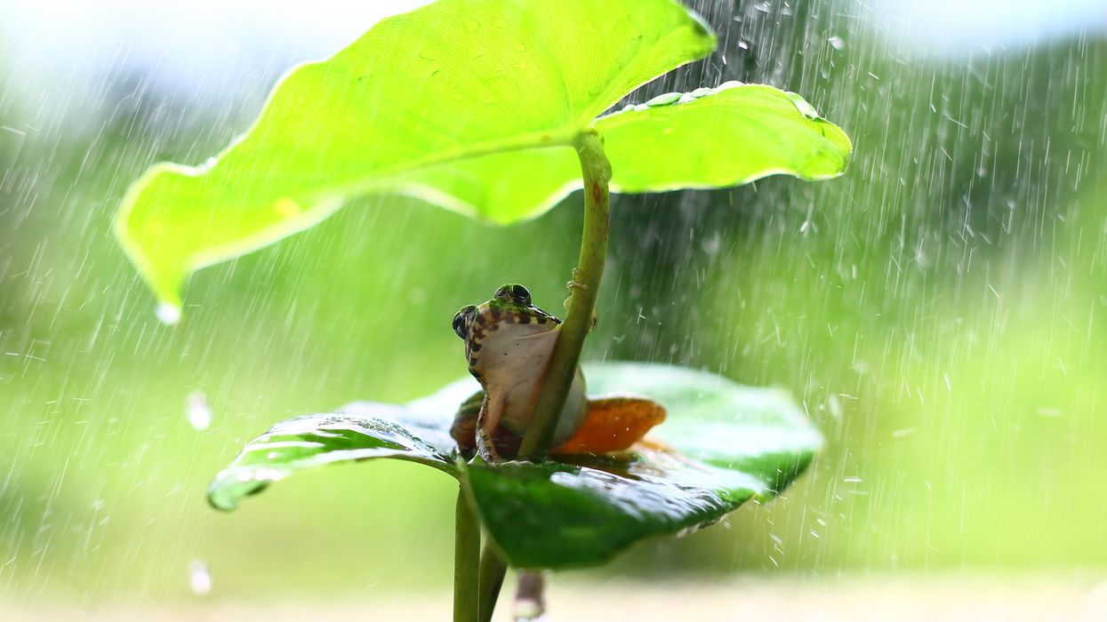 Frog on a leaf in a rainstorm.
