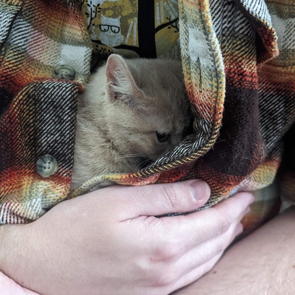 snuggly kitten cat