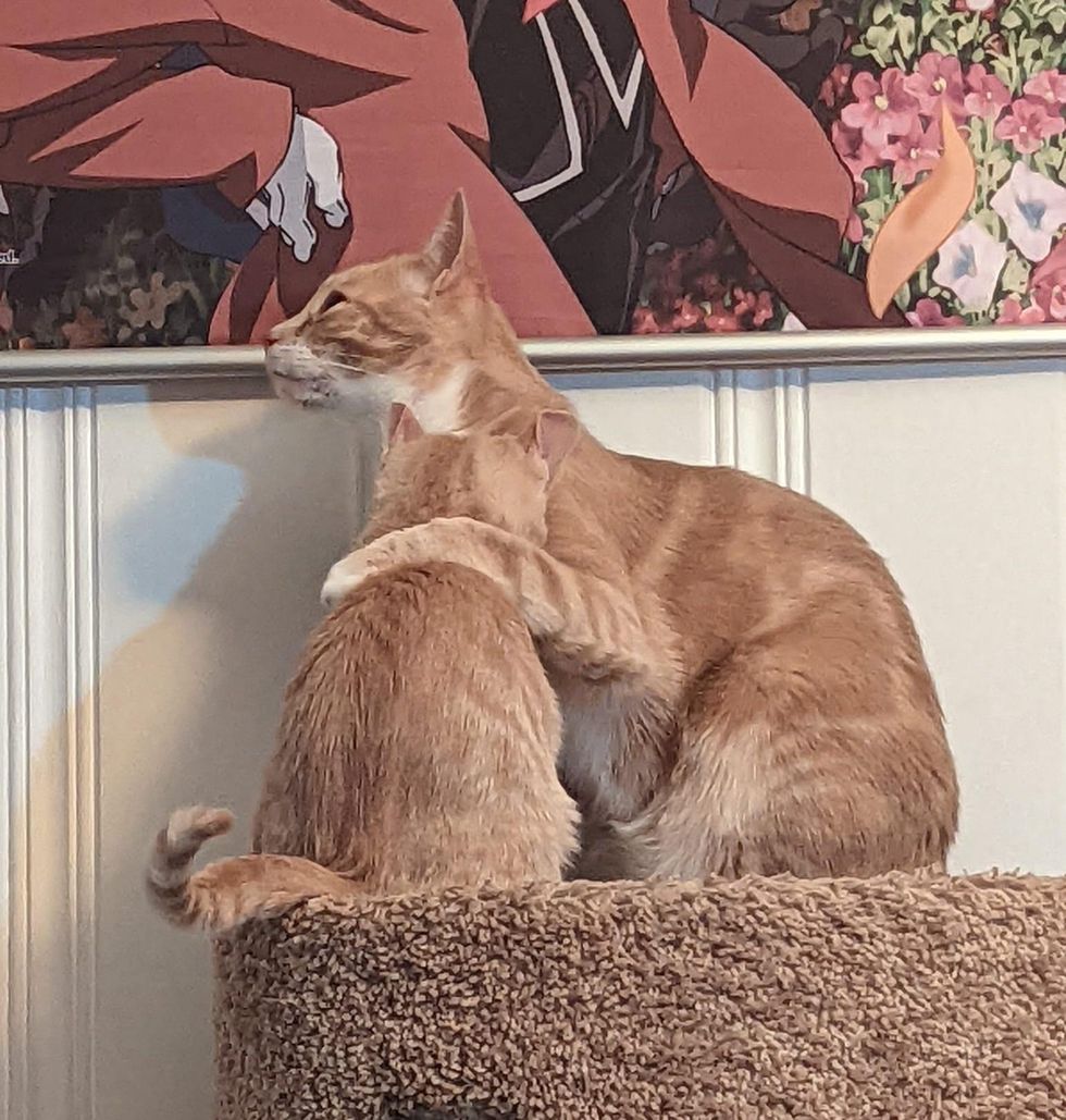 cat hugs kitten