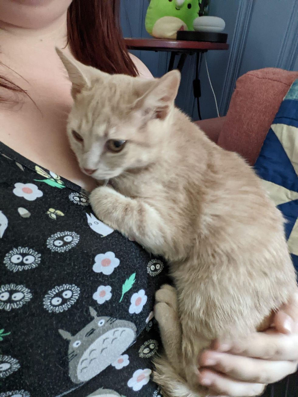 snuggly hug kitten