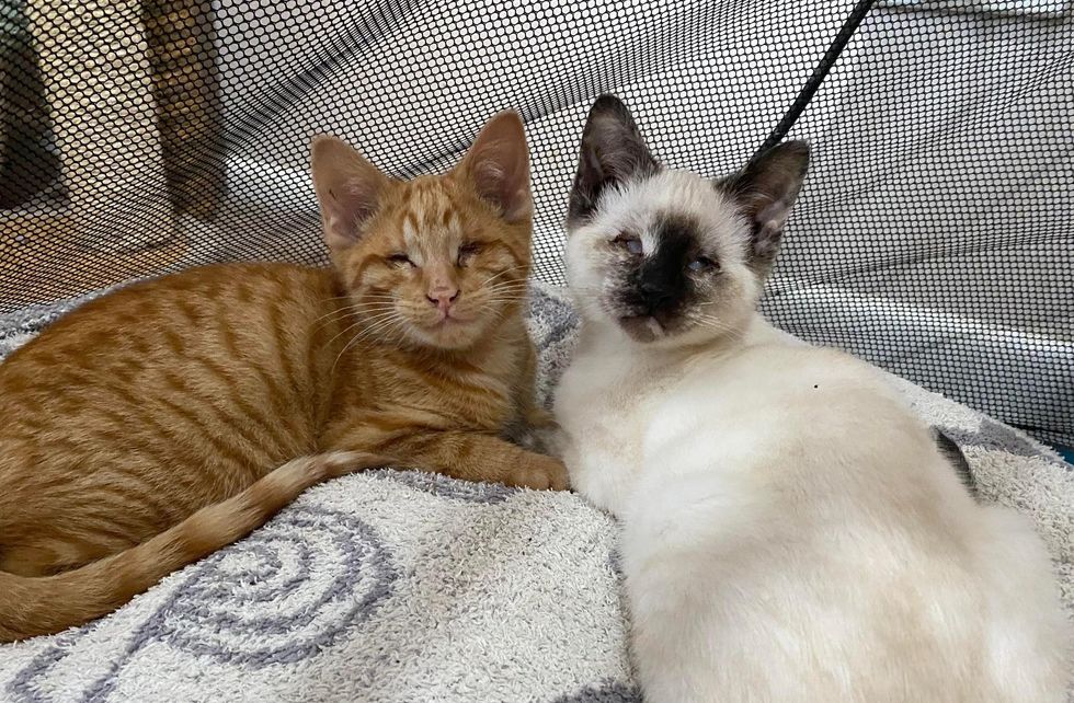 bonded blind kittens