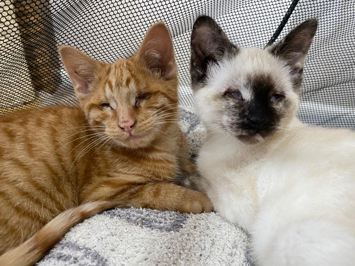 blind kittens bonded