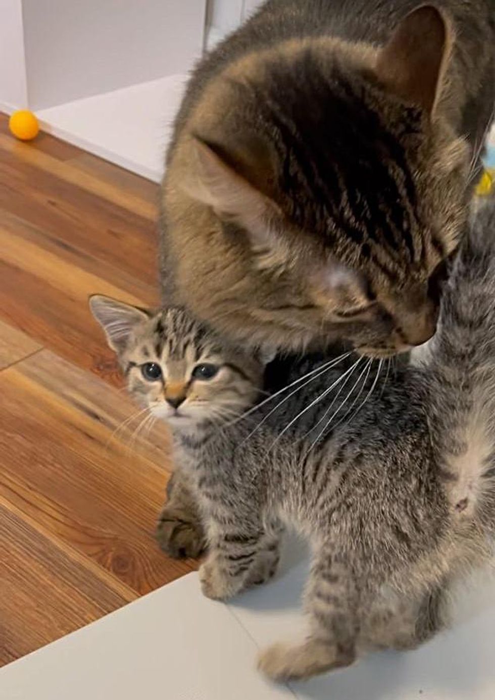 cat hugs kitten tabby