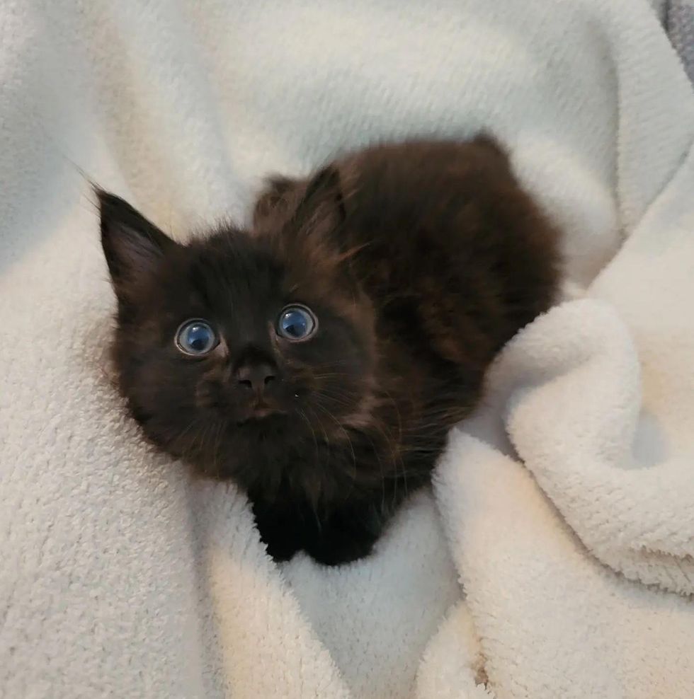 fluffy kitten big eyes