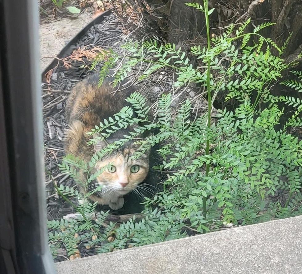 curious stray cat