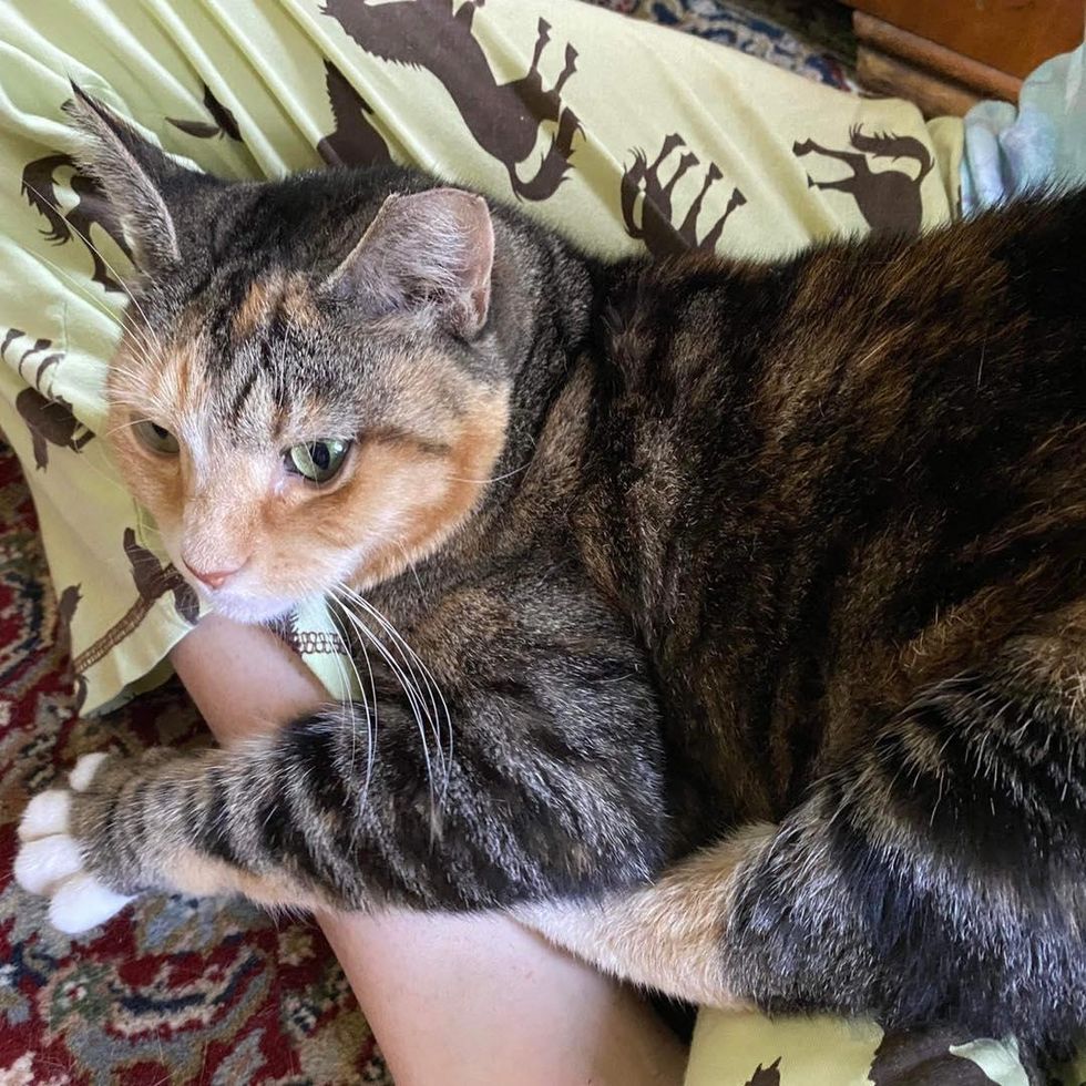 lap cat cuddling