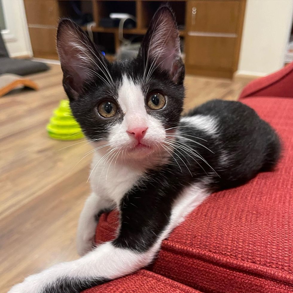 beautiful kitten tuxedo