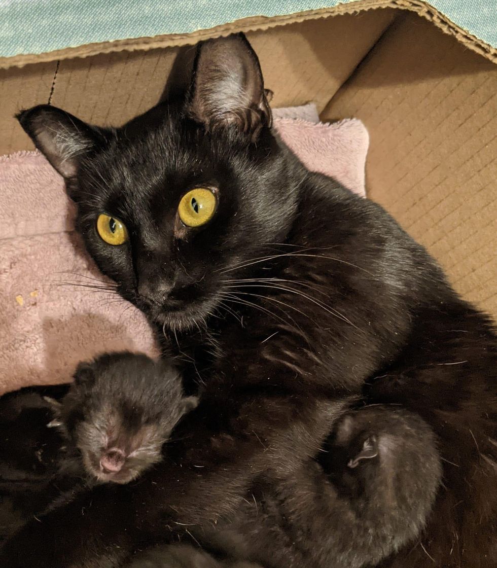 cat newborn kittens