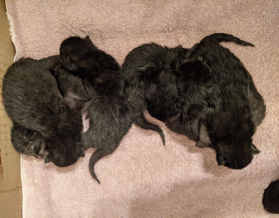 newborn black kittens