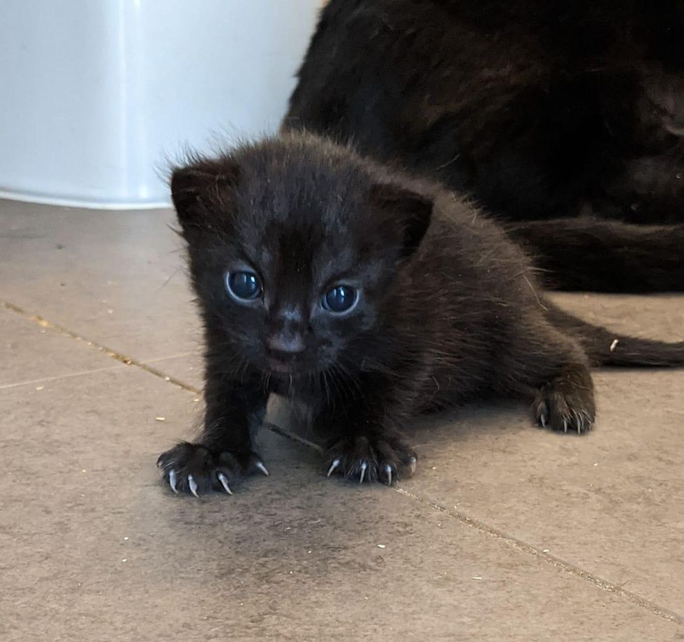 kittens micro claws