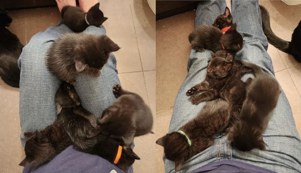 kittens lap cats