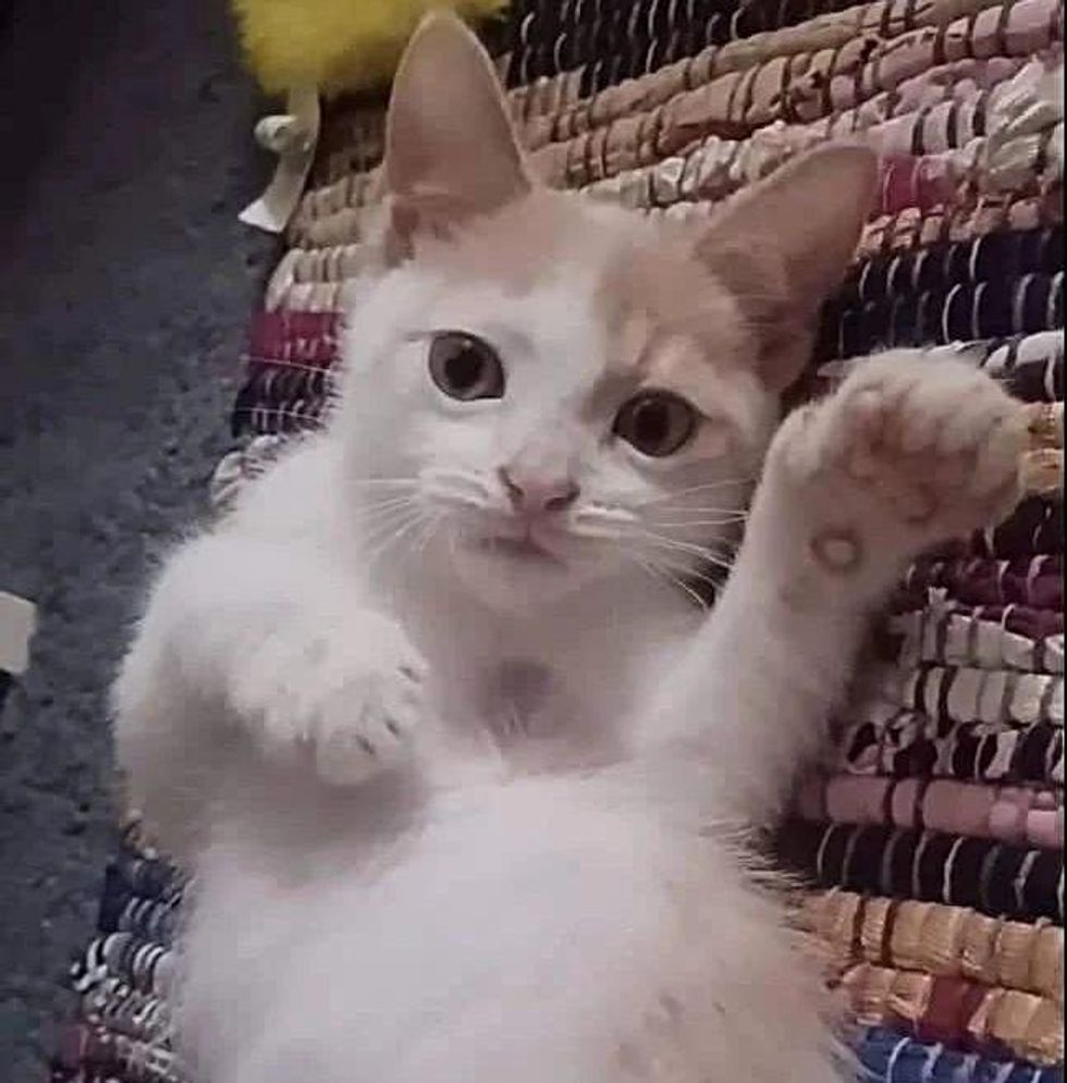 sweet kitten paw