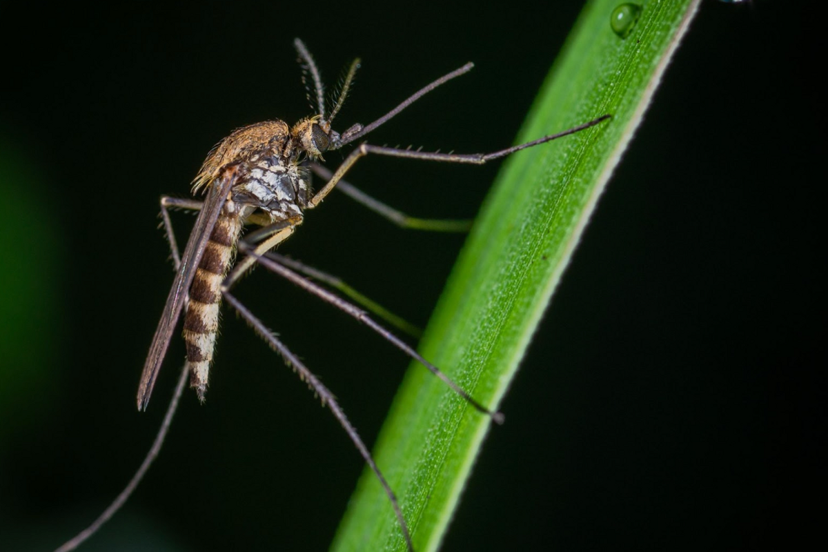 Pesky mosquitoes could make a comeback during next few weeks