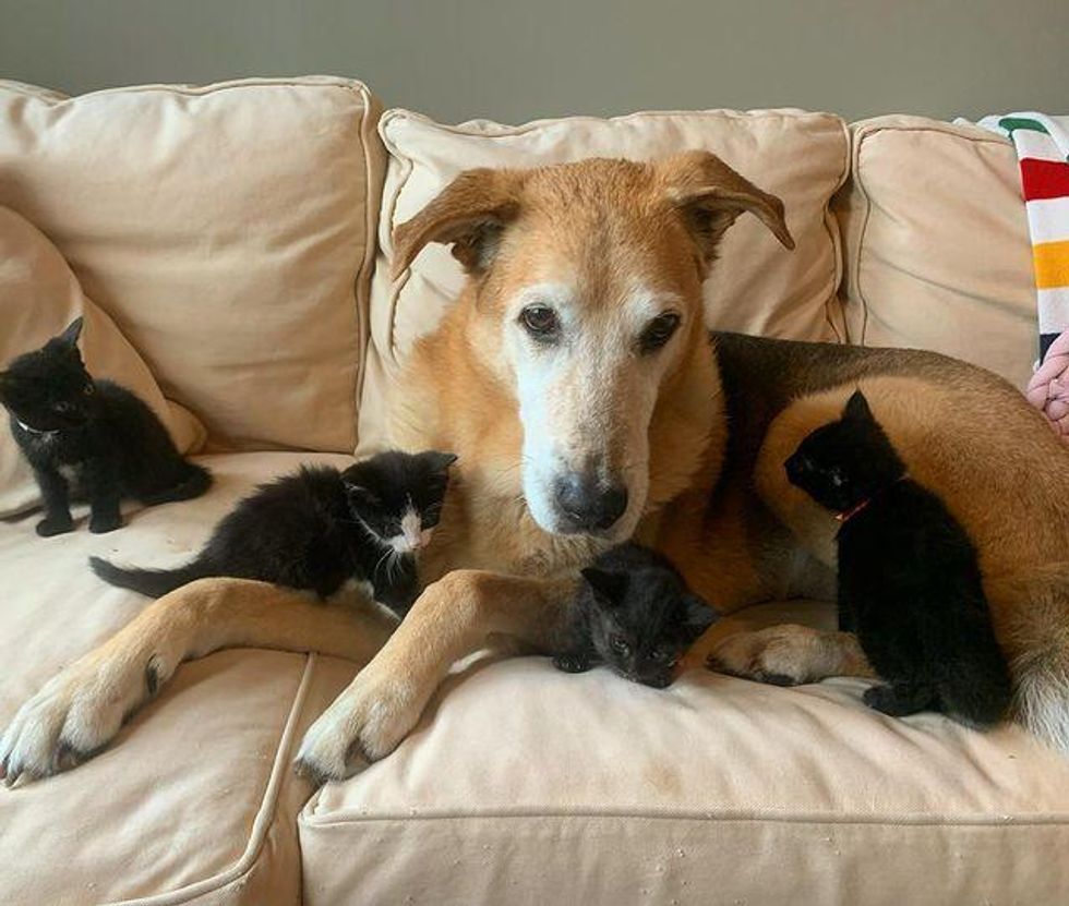 dog fosters kittens