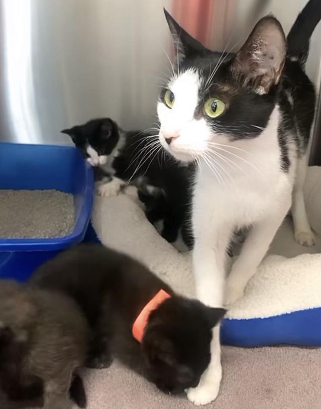 cat mom kittens