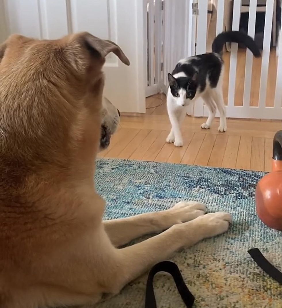 cat meets dog