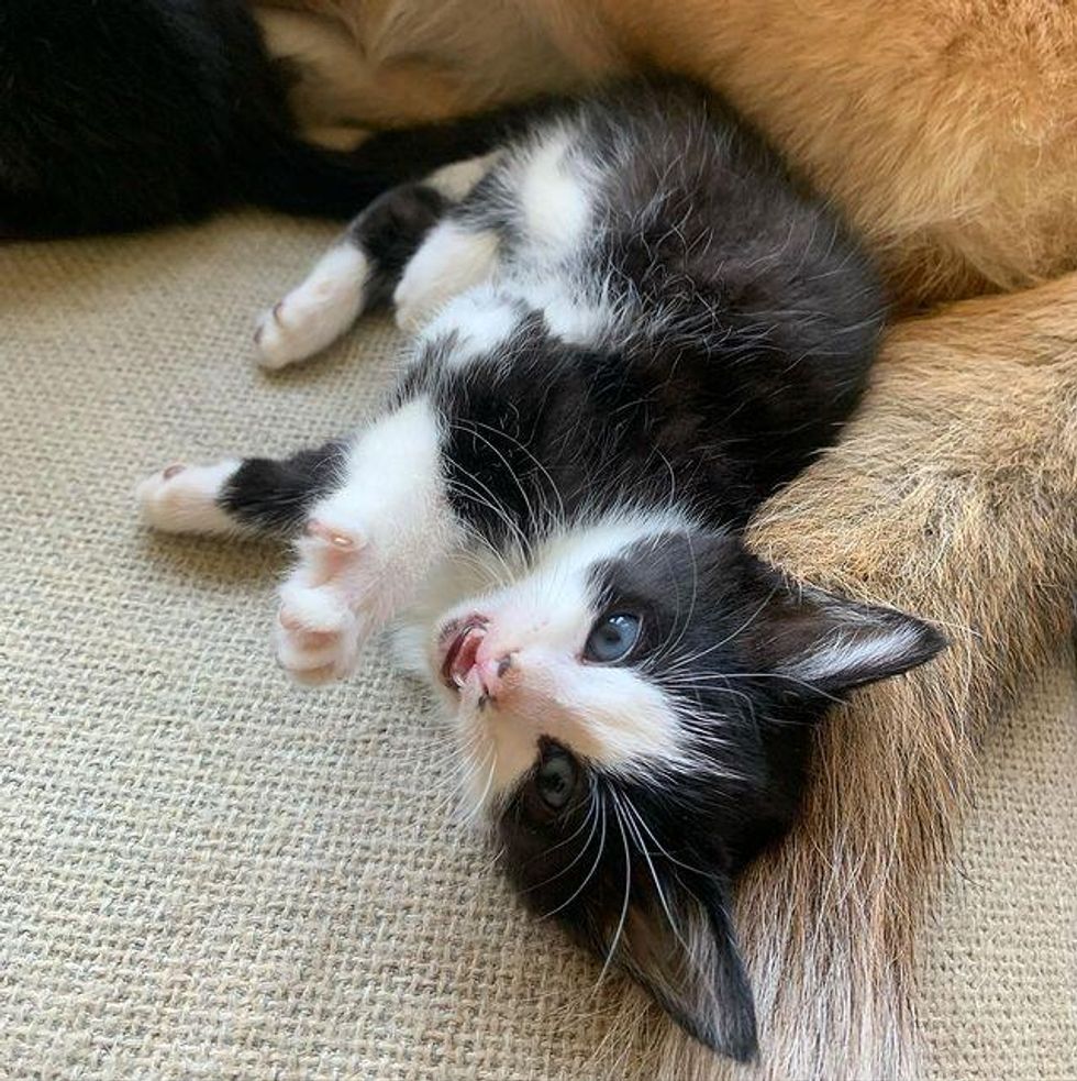 kitten snuggly dog