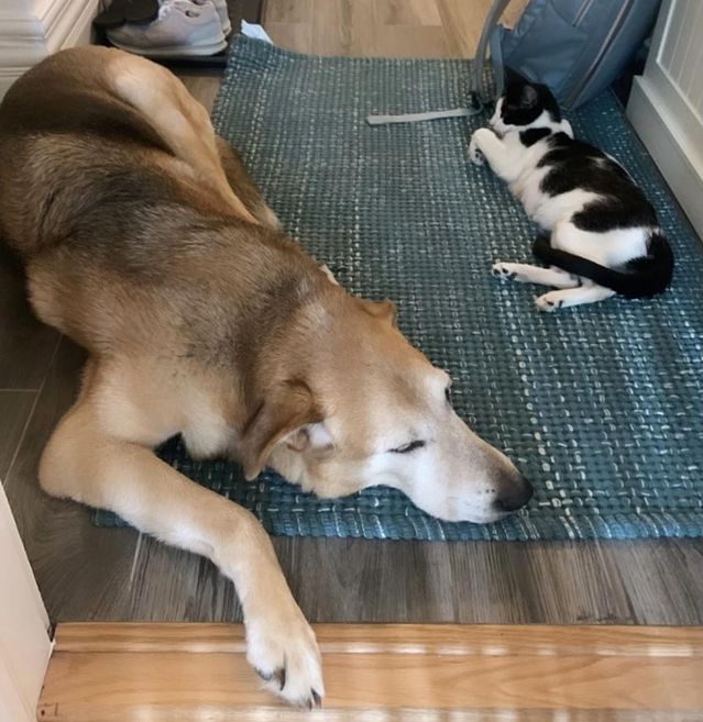 cat dog friends