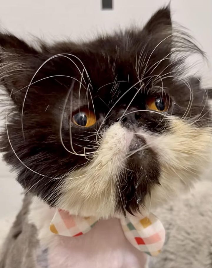 persian cat with bowtie