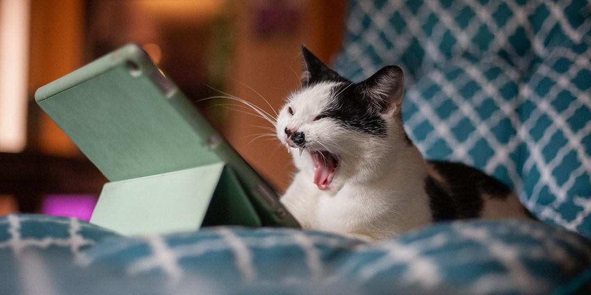 black and white cat with mouth open looking at computer tablet